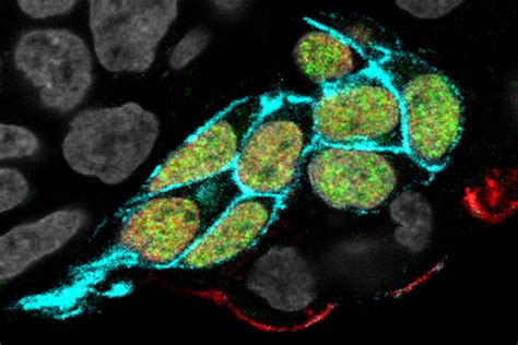 Generating Sperm Precursors In Image Eurekalert Science News Releases