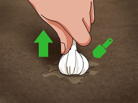 How to Braid Garlic: 14 Steps (with Pictures) - wikiHow