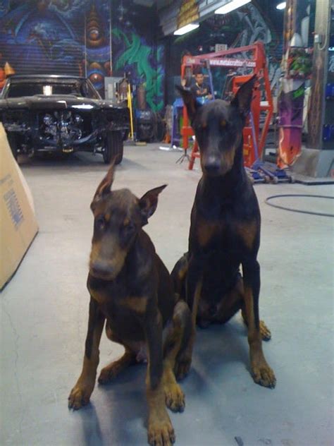 77 Short Ear Crop Doberman Ear Cropping Styles Chart L2sanpiero