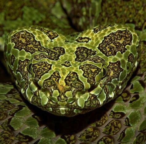 Pin By Bill Mcphaul On Vipers And Other Snakes In Beautiful