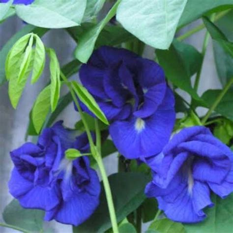 Blue Ternate Blue Butterfly Pea Flower Plant Uprooted Lazada Ph