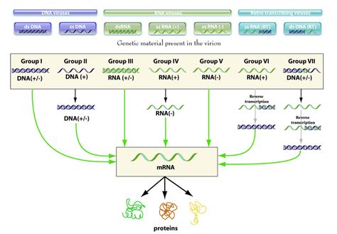 Viral Replication Strategies Diagram Quizlet