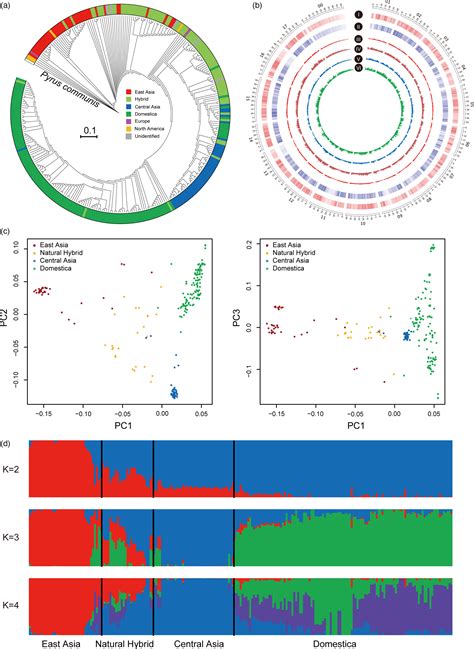 Insights Into The Effect Of Human Civilization On Malus Evolution And