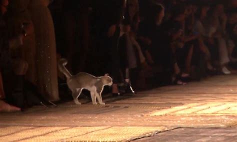 Gato Irrumpe En Un Desfile De Moda Y Orina A Una De Las Asistentes