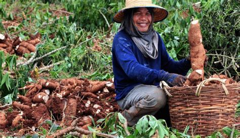 Kementan Kembangkan Ubi Singkong Jadi Pangan Alternatif