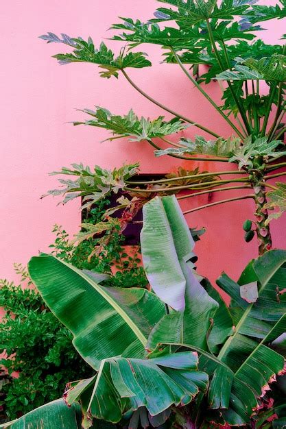 Plantas En Concepto De Moda Rosa Verde Tropical Sobre Fondo De Pared