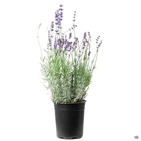 Herb, Munstead Lavender – Cultural Seeds