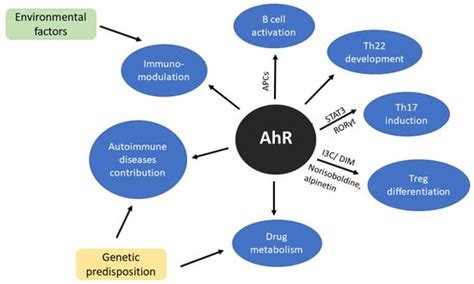 Ijms Free Full Text Epigenetic Regulations Of Ahr In The Aspect Of