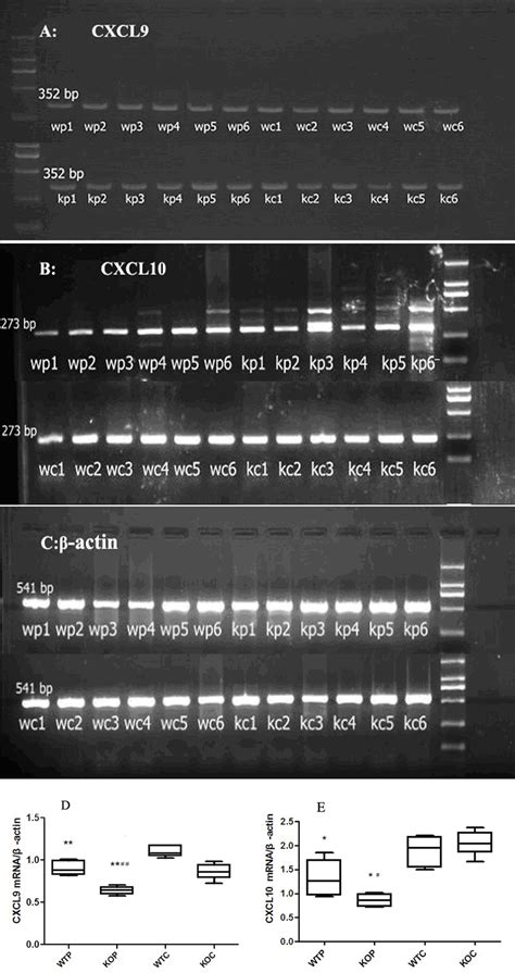 Relative MRNA Transcript Levels Of CXCL9 And CXCL10 In Lung Tissue