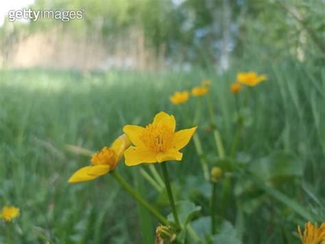 Caltha Palustris Known As Marsh Marigold And Kingcup Is A Small To