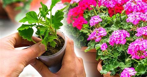 How To Propagate Geraniums From A Stem The Beginners Garden