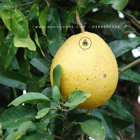 Quả Bưởi Ta Pomelo