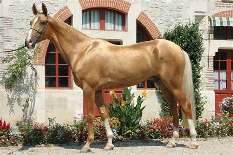 Akhal-Teke Horse Breed Profile | Güzel atlar, Akhal teke, Ahal teke