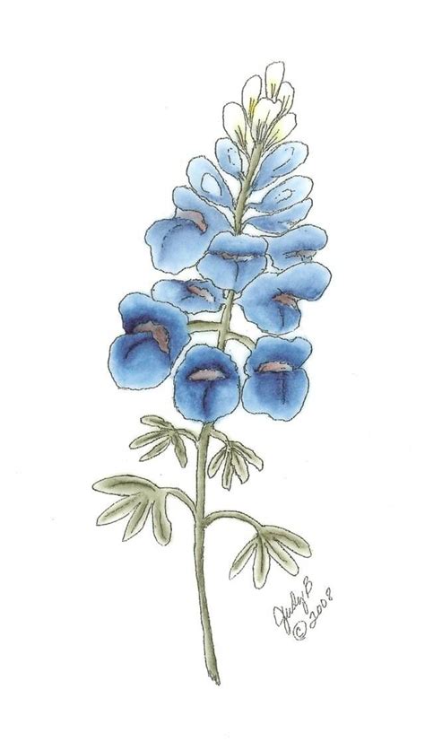 Lupinus Texensis Drawing