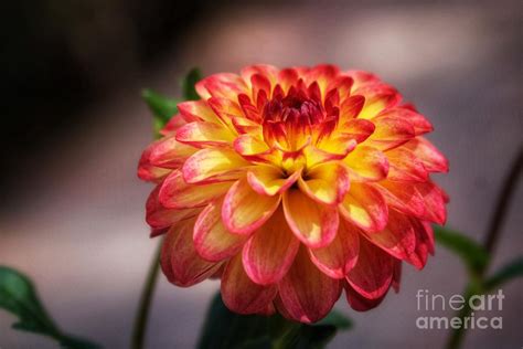 Single Dahlia Photograph By Ladonna Mccray Fine Art America