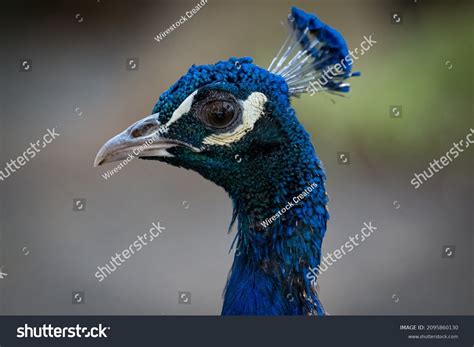 30 Plumas Pavo Real Images, Stock Photos & Vectors | Shutterstock