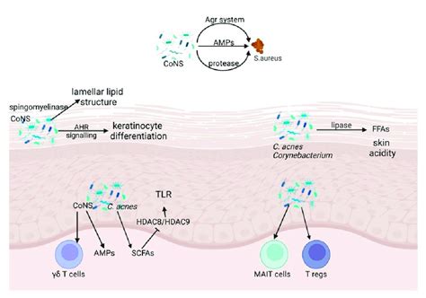 Microbial Physical Chemical And Innate And Adaptive Immune Barrier Download Scientific