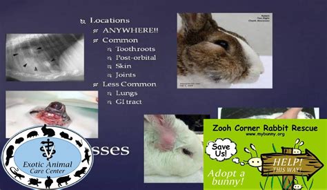 Common Rabbit Diseases Illnesses Abscesses Youtube