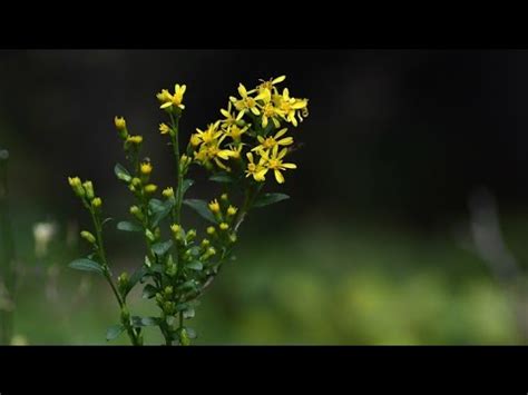 Verge D Or Solidage Solidago Virgaurea Youtube