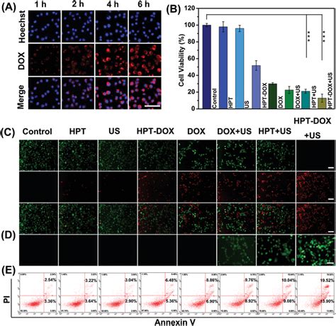 A Clsm Images Of T Cells Incubated With Hptdox For And