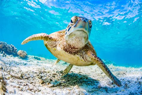 An insight into the Great Barrier Reef Australia — secret-travel.guide