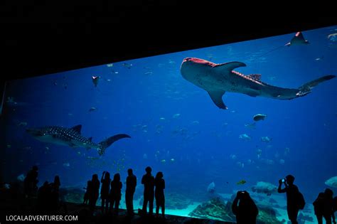 The Georgia Aquarium Atlanta GA - World's Largest Aquarium