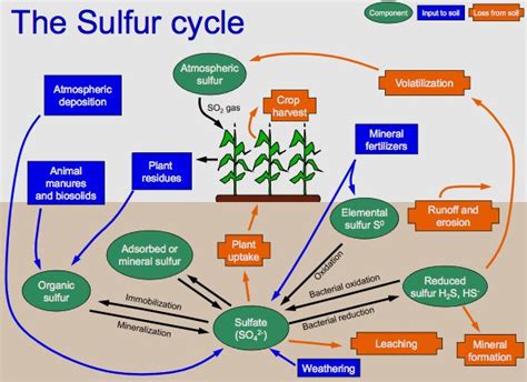 Sulfur And The Sulfur Cycle Essential For Life