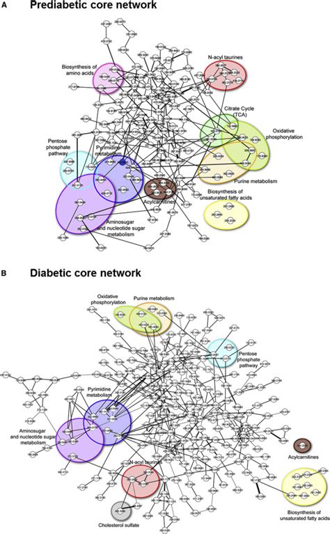 N Acyl Taurines And Acylcarnitines Cause An Imbalance In Insulin