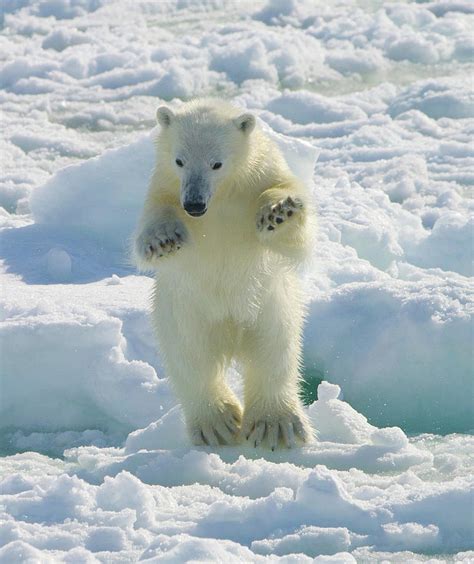 A Female Polar Bear And Her Cub On The Photograph By David Yarrow