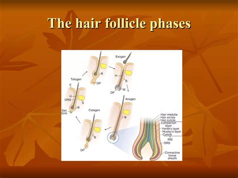 Exogen Phase Of Hair Life Cycle Ppt