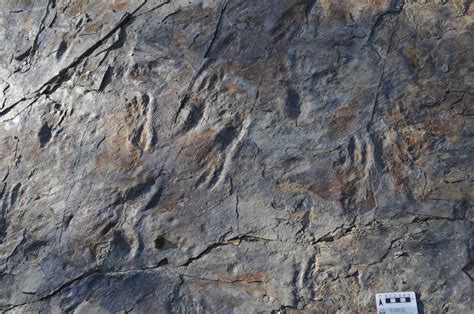 Ancient Footprints Found In South Korea May Belong To Two Legged Crocodile Ancestor Iflscience