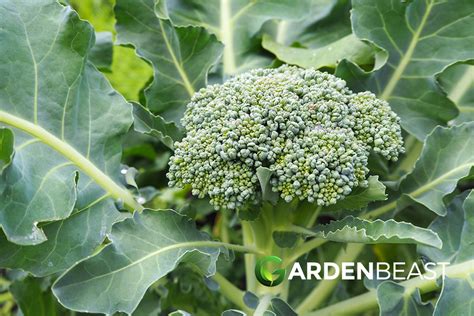 Broccoli Companion Plants: Best Options to Grow Alongside Broccoli