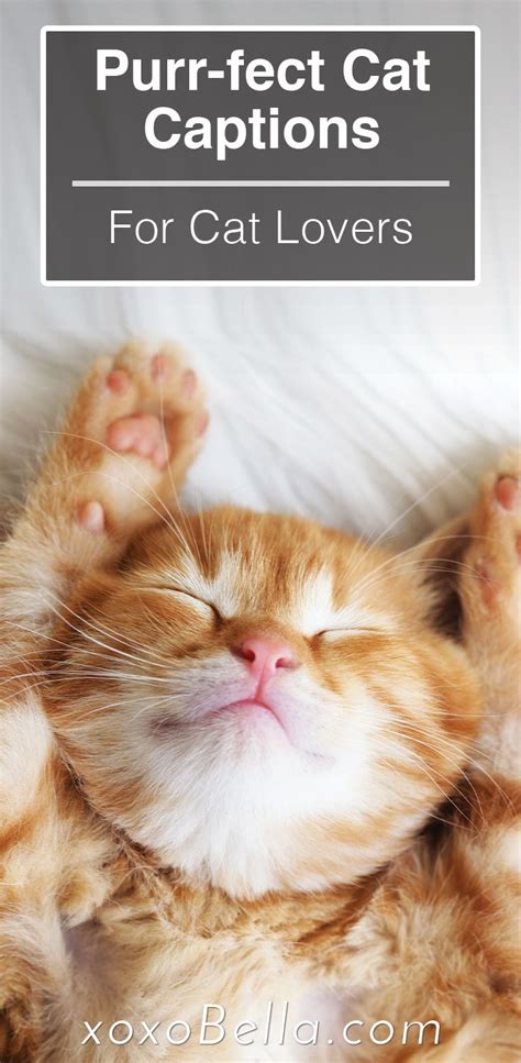 75 Cat Instagram Captions For Cat Lovers