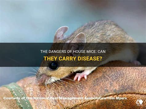 The Dangers Of House Mice: Can They Carry Disease? | PetShun