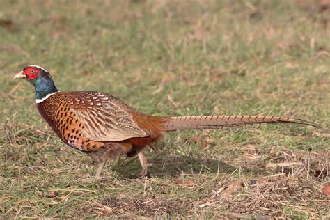 Fasan Jagdfasan Phasianus colchicus c Bernd Müller naturgucker