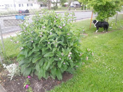 How To Grow Comfrey And Use It Safely A Must In Everyones Garden