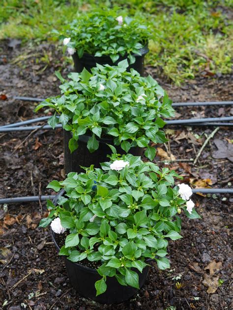 Impatiens Glimmer Appleblossom Truck Crops Trial Garden