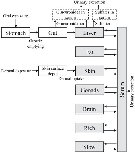 Physiologically Based Pharmacokinetic Pbpk Modeling Of The Bisphenols