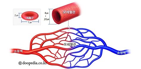 모세혈관 네이버 블로그