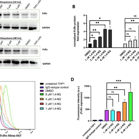 Cell Cytotoxicity Of 1 4 Naphthoquinone On Differentiated THP 1 Cells