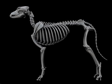 Dog Skeleton