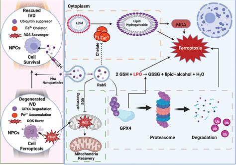 Polydopamine Nanoparticles Targeting Ferroptosis Mitigate Intervertebral Disc Degeneration Via