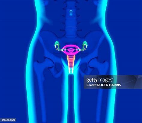 1,664 Female Pelvic Anatomy Stock Photos, High-Res Pictures, and Images - Getty Images