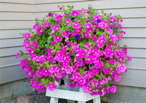 The 5 Best Potted Plants For Your Front Porch — Best Life