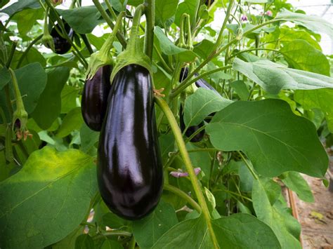 Eggplant Growing Tips