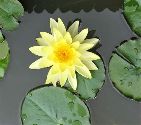 Flores Acuáticas Elegancia y Belleza Sumergida 2024 Una Planta