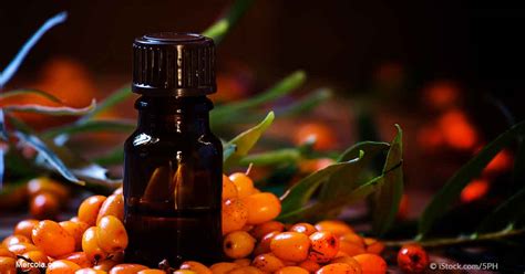 Herbal Oil Sea Buckthorn Oil Benefits And Uses