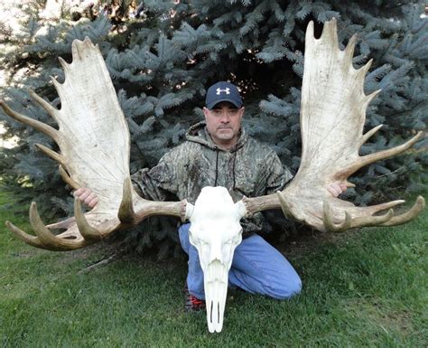 Record Book Moose Antler Sheds On Solid Cast Resin Replica Skull