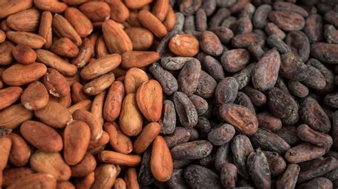 El Ni O Afecta La Producci N De Cacao Y Alerta Por M Ximos Precios