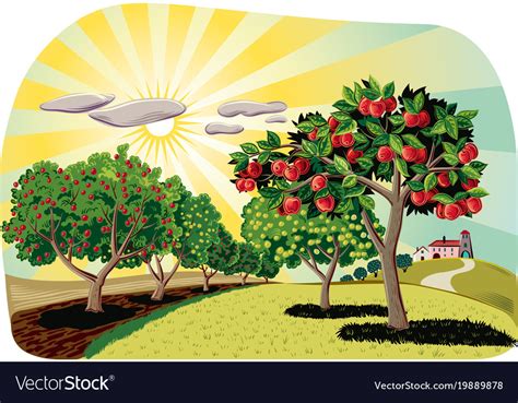 Orchard With Apple Trees Royalty Free Vector Image